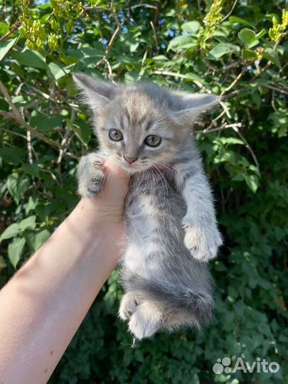 Кошки в добрые руки