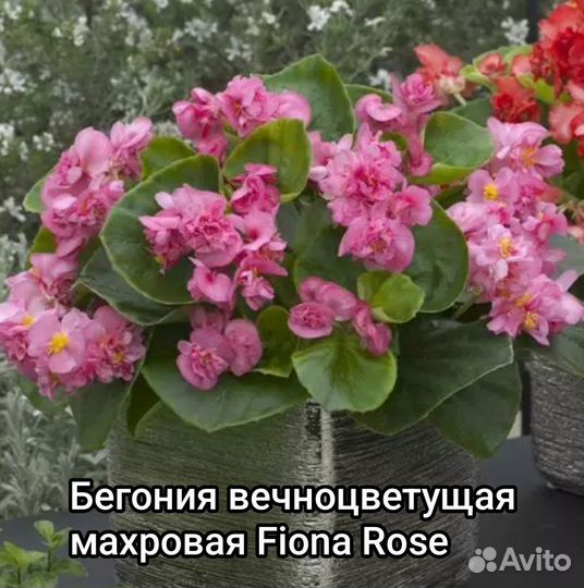 Бегония вечноцветущая