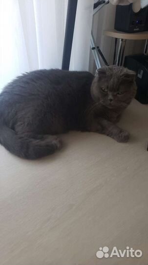 Британская кошка бесплатно