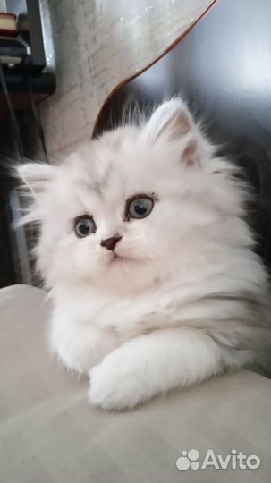 Шотланский котенок