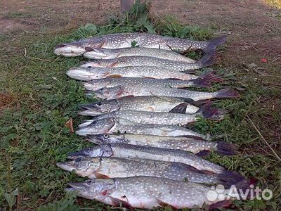 Речная рыба щука, судак, окунь, лещ