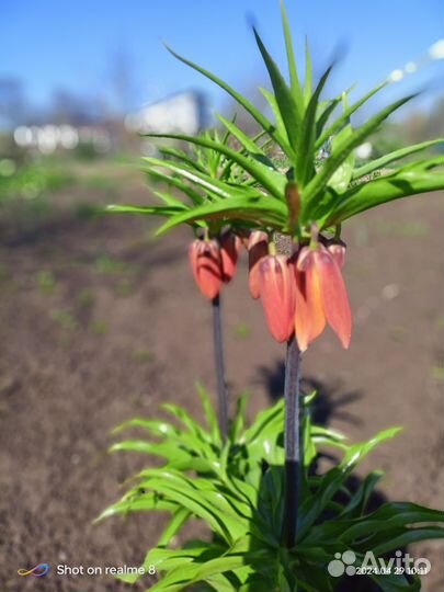 Рябчик императорский