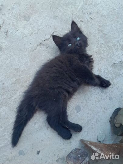 Котенок в дар