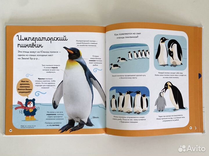 Комплект детских книг clever с окошками