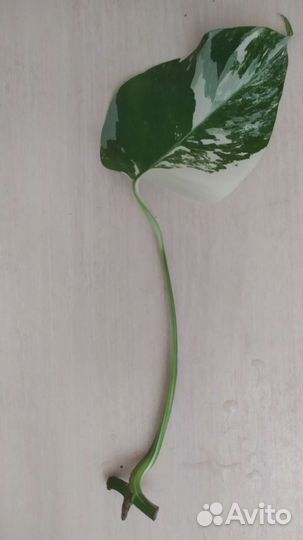 Монстера Альба