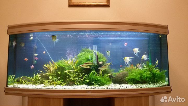 Ихтиолог-рыбовод. Уход за аквариумом