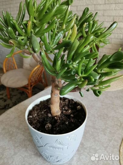 Крассула хоббит