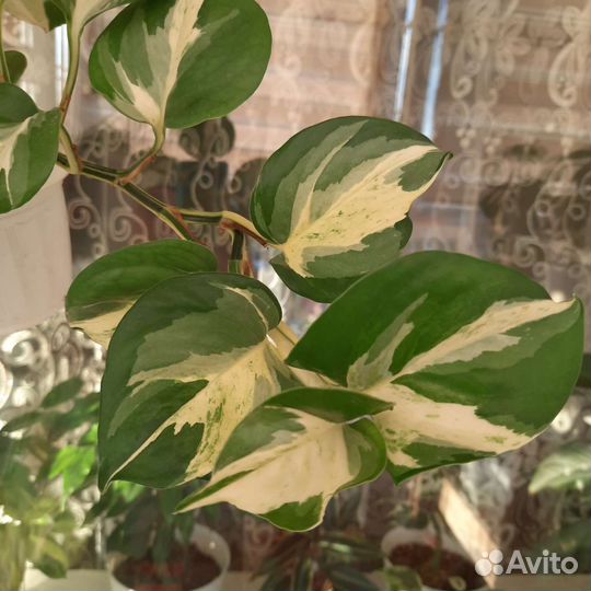 Эпипремнум Happy Leaf