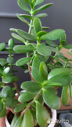 Комнатные растения