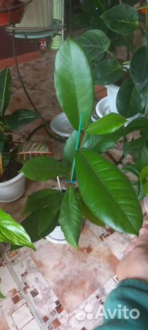 Фикус велютина