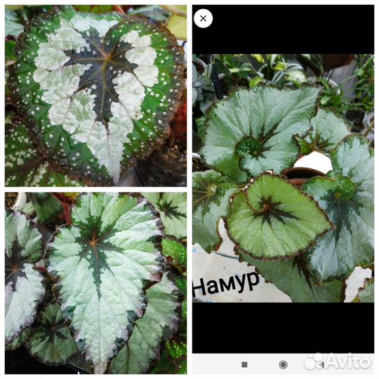 Бегония декоративно лиственная на срез