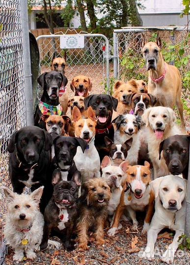 Выгул собак