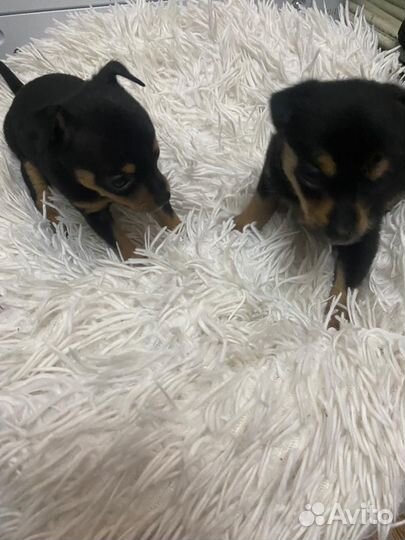 Той-терьер щенки