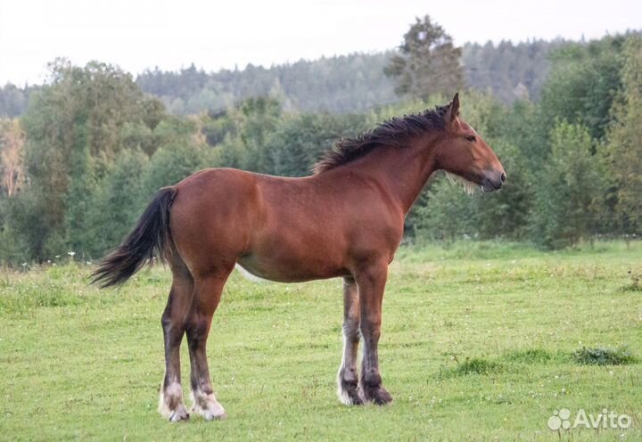 Владимирская кобылка