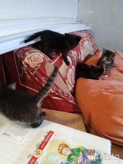 Котята в добрые руки