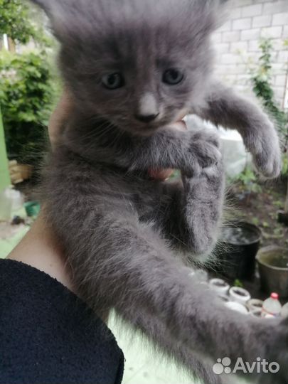 Кошка в дар бесплатно