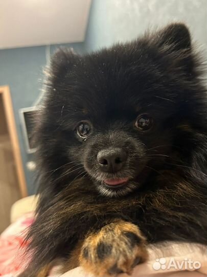 Немецкий шпиц вязка