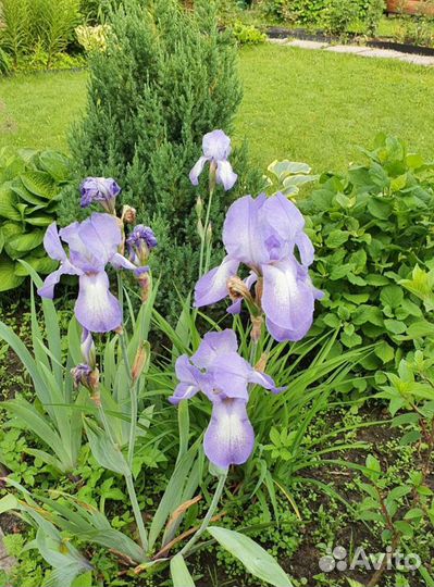Ирисы бородатые, ароматные