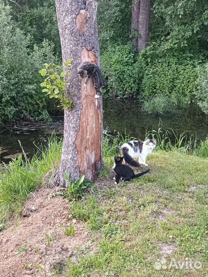 Кошечка в добрые руки