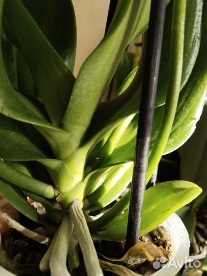 Орхидея фаленопсис Марракеш бабочка 3 ствола