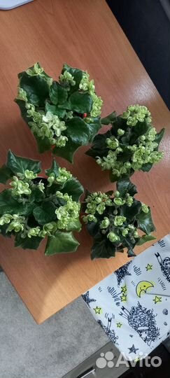 Фиалка Эсмиральд Лав