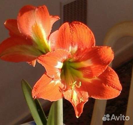 Гиппеаструм