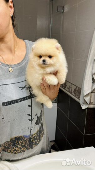 Мини Померанский шпиц