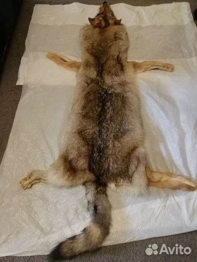 Шкура волка