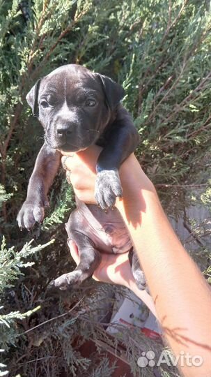 Щенки питбуля