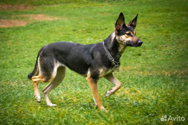 Собака Леся бесплатно в добрые руки