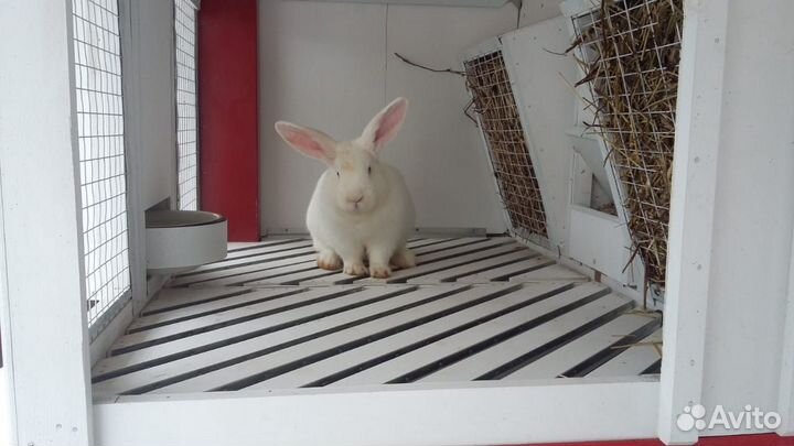 Клетка для кроликов / миниферма