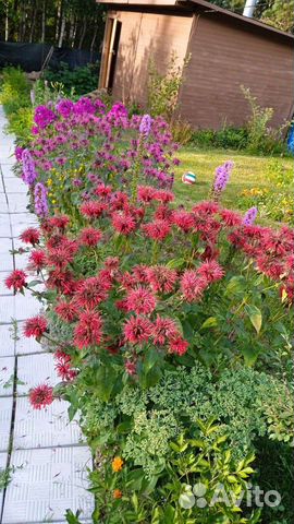 Цветы для сада