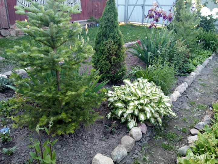 Декоративные кустарники и садовые цветы