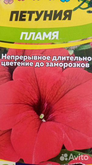 Рассада петунии