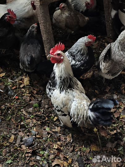 Петушки декоративные