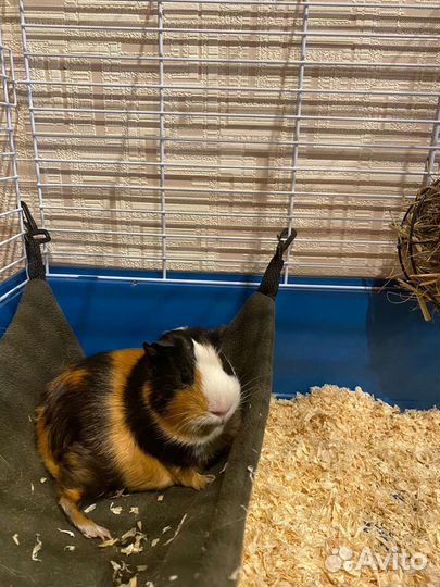 Передержка маленьких собак