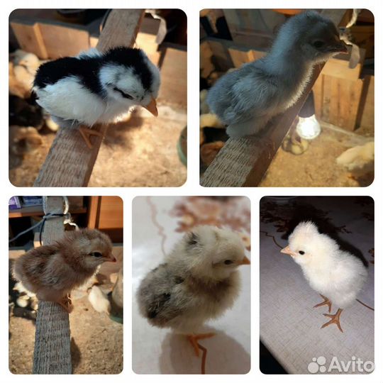 Цыплята. Несушки разных пород