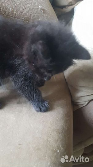 Котята,помесь британца, в дар