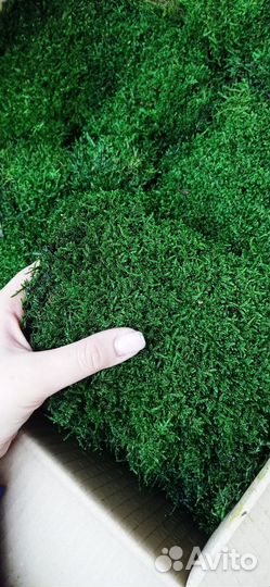 Лесной стабилизированный мох пластами 1.7м2