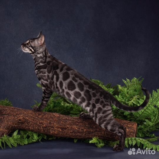 Бенгальская девочка из питомника