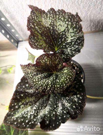 Бегонии. Листья бегоний