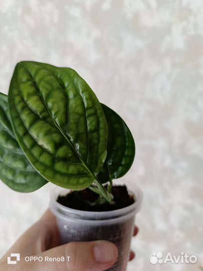 Монстера карстенианум