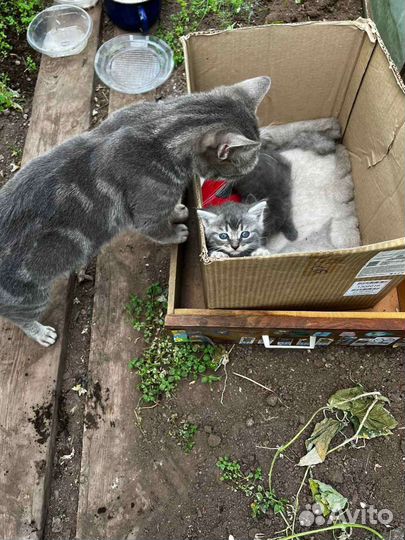 Кошка в дар бесплатно
