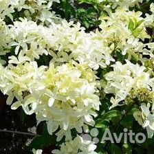 Гортензия метельчатая