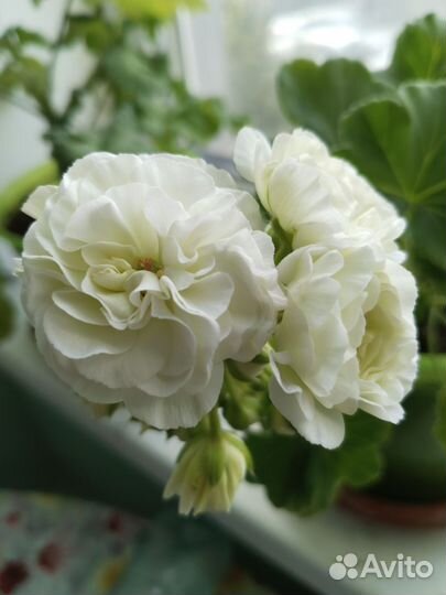 Пеларгония герань сортовая