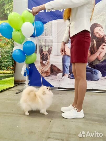 Померанский шпиц Айс-крем