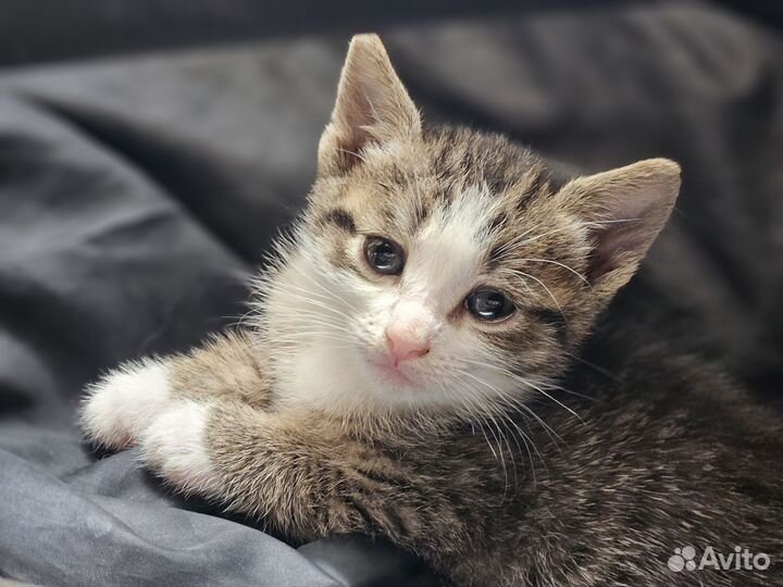 Кошечки 3 мес