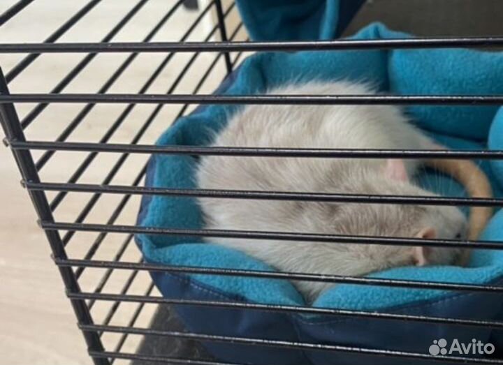 Домики,гамаки,мешочки,лежанки для грызунов