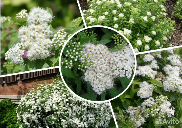 Спирея альбифлора