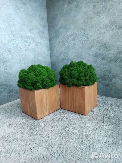 Кашпо со стабилизированным мхом. Подарок. Декор